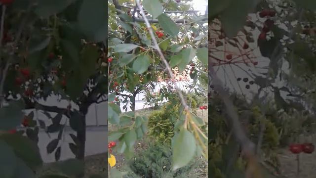 Цены на бензин.Донецк 19.06.2022 смотреть онлайн