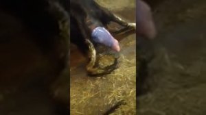 Корова РОЖАЕТ!Отел у коровы.Как проходит нормальный отел.