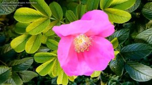 Красивые Цветы и Музыка. Очень Красивое Видео с Цветами под Красивую Музыку. #Цветы и Музыка Видео