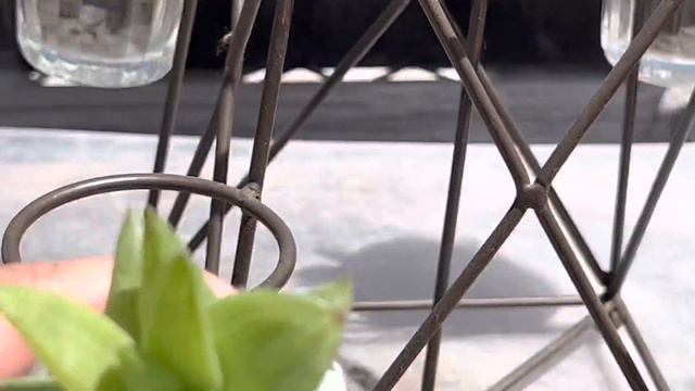 Cute terrarium display with succulents! смотреть онлайн