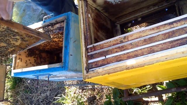 Какие пчелы лучше Карника или Бакфаст? смотреть онлайн