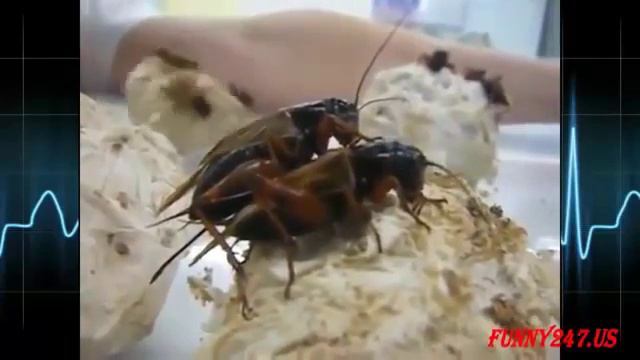 Video Animal | mating moments of wildlife through the lens of photographer | very beautiful смотреть онлайн
