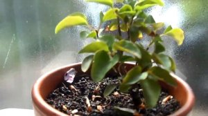 Бонсай из Сирени №1,2 и3. Начало работы.Часть 1.