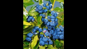 Голубика Патриот и Блюголд. Обзор сортов. #голубикасорта, #голубикауход,#голубикавсаду,#голубика.