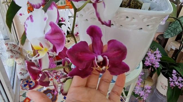 Обзор цветущего Dtps.Black Lightning Flash. Домашнее цветение орхидеи Вспышка чёрной молнии. смотреть онлайн