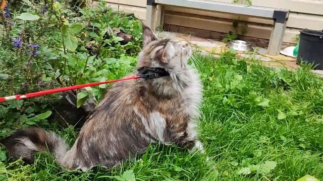 черепаховая на серебре кошечка мейн-кун, 1.5 года. смотреть онлайн