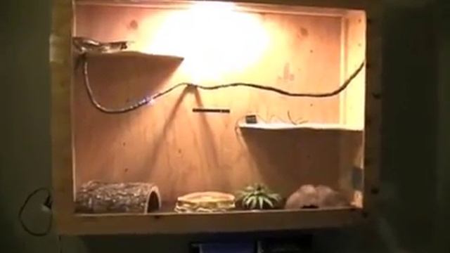Custom Snake Terrarium - for Ball Python смотреть онлайн