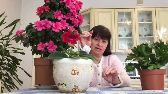 Красавица Глоксиния смотреть онлайн