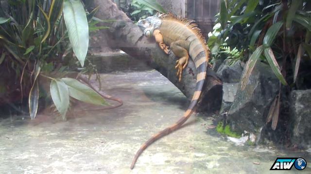 Зоопарк Сайгона | Saigon Zoo | Хошимин (Сайгон) | Вьетнам