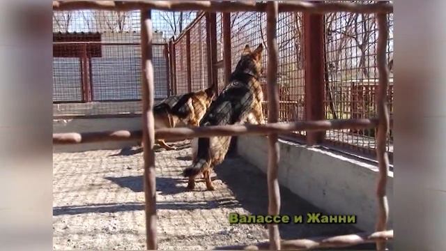 Щенки НЕМЕЦКОЙ ОВЧАРКИ (Wallace vom Hochstadter Wehr + JANNI MOTOR SICH) смотреть онлайн