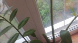 КАК ИЗБАВИТЬСЯ ОТ ЛЕТАЮЩИХ МУРАВЬЕВ?! СПОСОБ, который БЫСТРО ПОМОЖЕТ избавиться от муравьев?