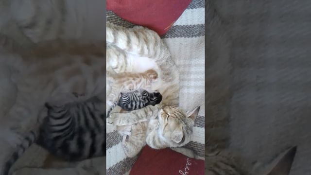 Как дерутся 2-х дневные коты (Grasenik) смотреть онлайн