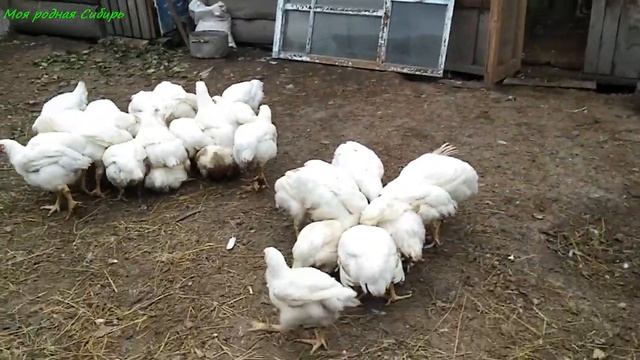 Утро. Собаки лают, коты орут! Кормим бройлеров. Кот ходит по крышам. Все любят картошечку. смотреть онлайн