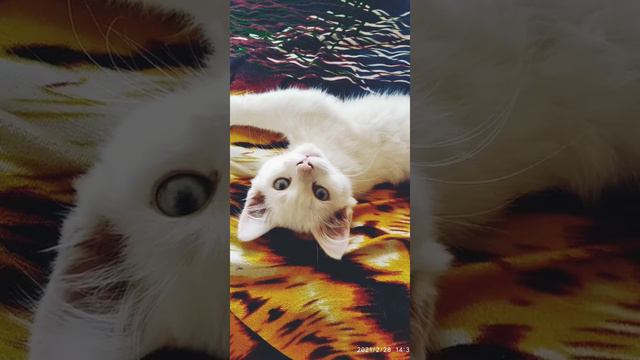 котик по имени Снеж смотреть онлайн