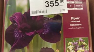 Леруа Мерлен. Ассортимент лилейников, ирисов, лилий.