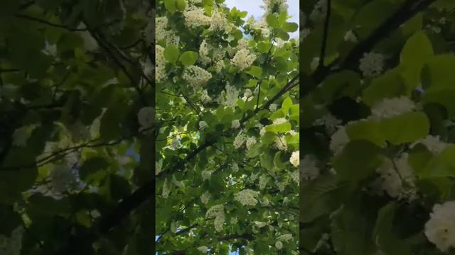 Удачного дня🌼#влогмамалайф#поздравления#пожелания#добрый_день#добрыйвечер#удачнойнедели#какживут#ед смотреть онлайн