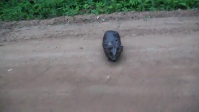 БОБРЫ АТАКУЮТ! beaver attacks a man ! смотреть онлайн