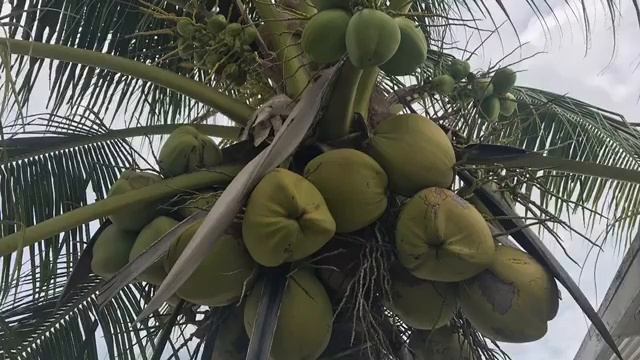 Сеанс экзорцизма, на котором произошла глубокая очистка от энергии агрессии смотреть онлайн