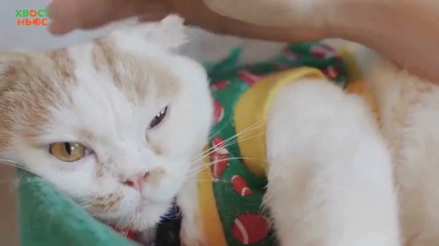 Шотландская вислоухая кошка. Все о породе, характер смотреть онлайн