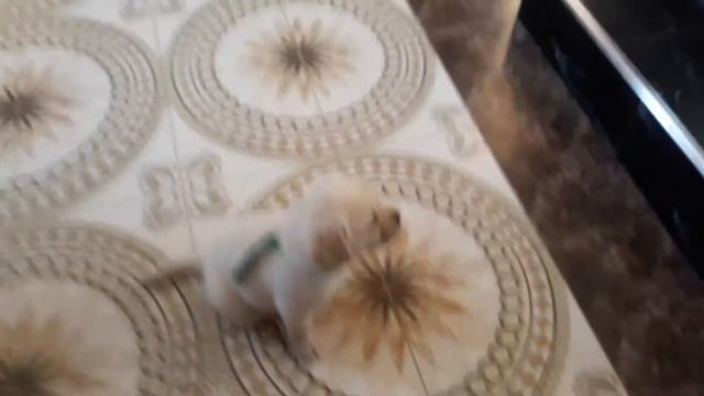 Щенок Лабрадора смотреть онлайн