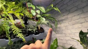 Обзор моей зелёной комнаты . Фитостена