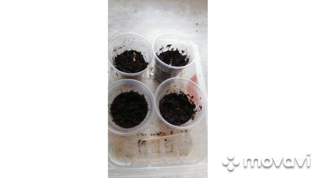 Цикломен из семян смотреть онлайн