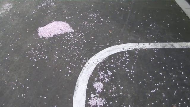 Танец вишневых лепестков смотреть онлайн