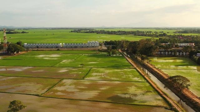 Langgar, Alor Setar, Kedah Malaysia 4K footage#nature#travel#tourismmalaysia#alorsetar #agriculture смотреть онлайн