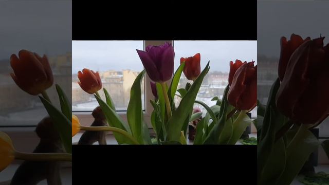 Поздравляю с 8 Марта! Я выиграла приз. Спасибо Ольге смотреть онлайн