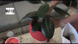 Как правильно пересадить фикус