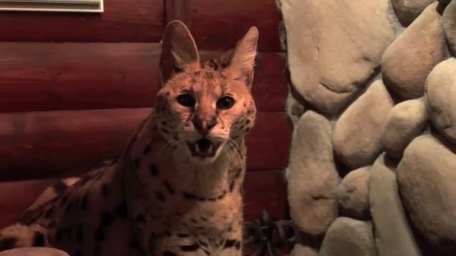 6 African Servals Rescued! смотреть онлайн