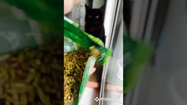Посадили травку/ Ждём результат смотреть онлайн
