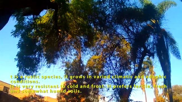 Fraxinus pennsylvanica, el Fresno rojo americano o Fresno verde смотреть онлайн