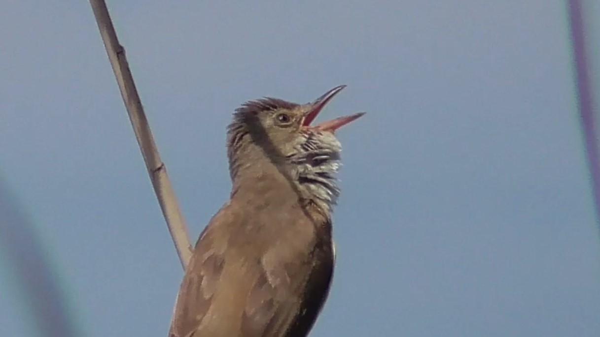 Пение дроздовидной камышовки смотреть онлайн