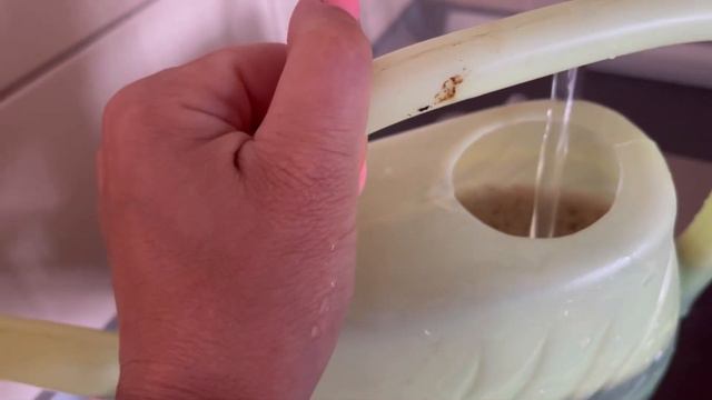 Цветы в кашпо на балконе. Обрезка Петунии.Подкормка цветов после обрезки. 10 июля 2023 год. смотреть онлайн