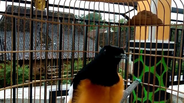 Cuit2 смотреть онлайн