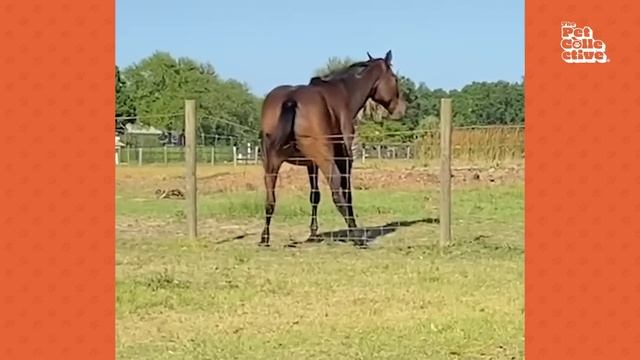 Funniest Horses ? | BEST Compilation of 2023 смотреть онлайн