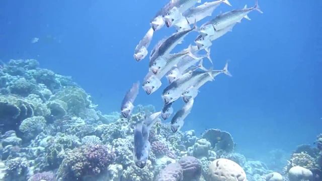 Южноазиатская скумбрия. Makrele .Indian Mackerel, Mackerel.. DSCF8445