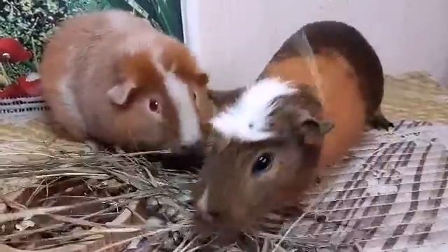 Мастерство на Практике