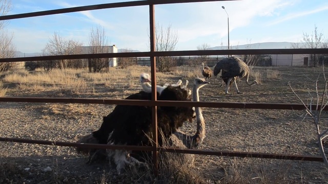 Страусиная любовь ! смотреть онлайн