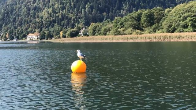 Недвижимость в Австрии. Личный опыт инвестиций смотреть онлайн