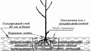 Черешня в Подмосковье лучшие сорта