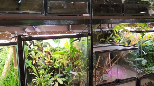 Florarium Plants/Животные на свободном выгуле/Мои покупки смотреть онлайн