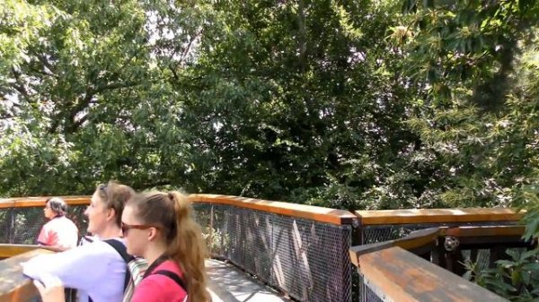 KEW GARDENS - TREETOP WALKWAY - England 4K
