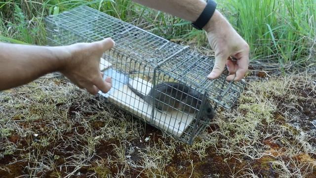 Judas Rat Trap - Using A Pet Rat To Catch Nasty Invasive Wild Rats. Mousetrap Monday смотреть онлайн