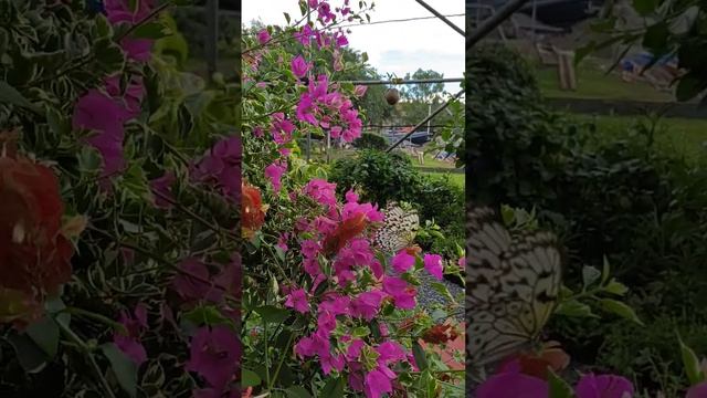 Beautiful Purple Bougainvillea with Butterfly смотреть онлайн