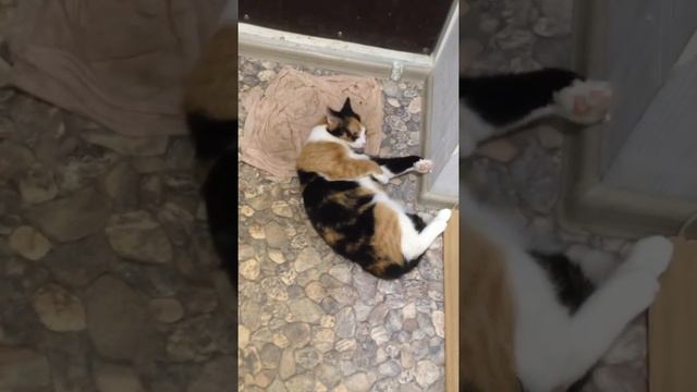 Кошка балдеет от запаха хлорки смотреть онлайн