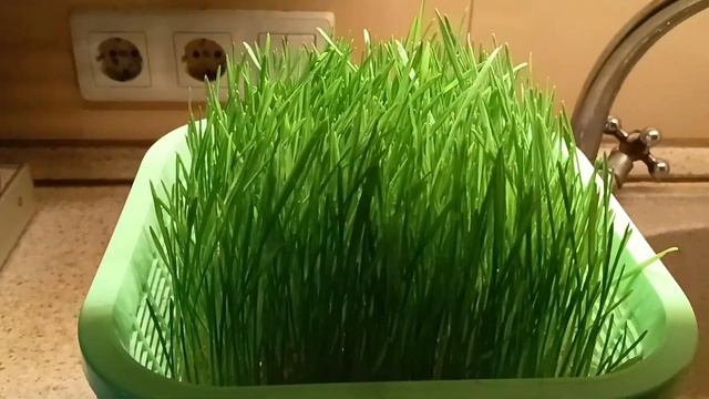 Зеленая пшеница выращивается легко смотреть онлайн