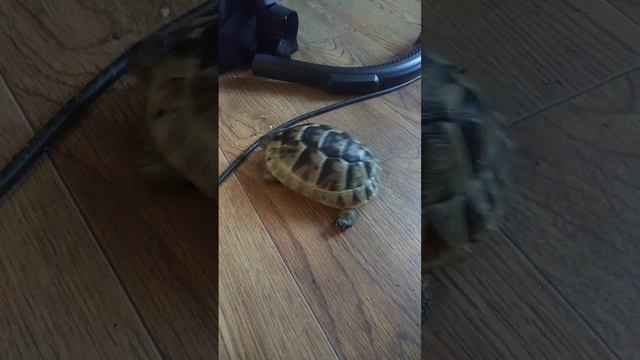 черепашка танцует смотреть онлайн