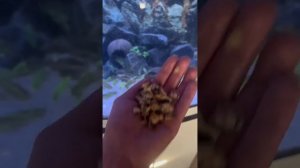 Как я кормлю своих аксолотлей. Чем кормить аксолотля в домашних условиях.